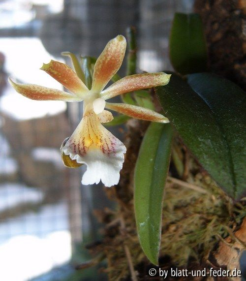 Trichocentrum fuscum