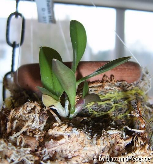 Sophronitis cernua