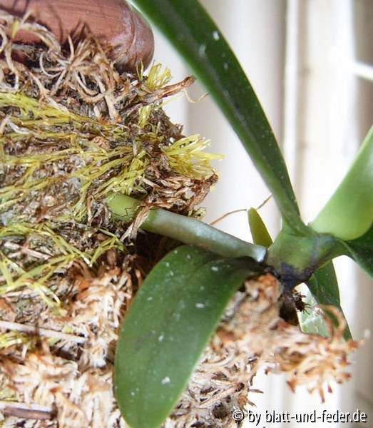 Sedirea japonica Wurzelwachstum
