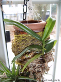 Gastrochilus calceolaris