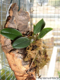 Bulbophyllum frostii