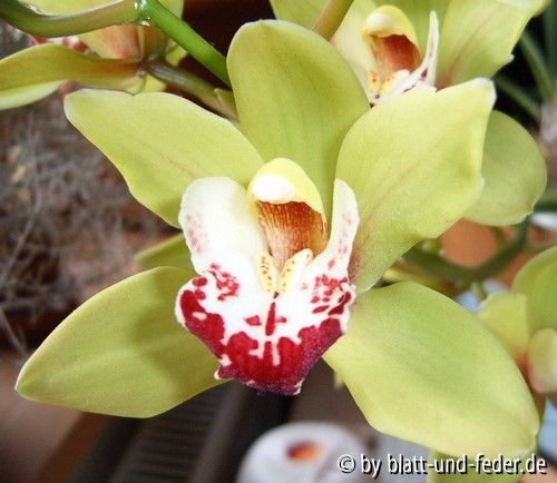 Cymbidium-Hybride
