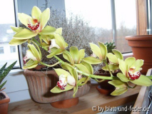 Cymbidium-Hybride