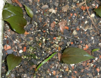 Cardiocrinum giganteum var. yunannense Sämlinge