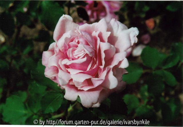 Rosen des Dr. G. Krüger