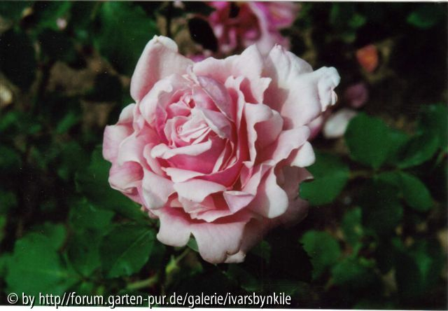 Rosen des Dr. G. Krüger