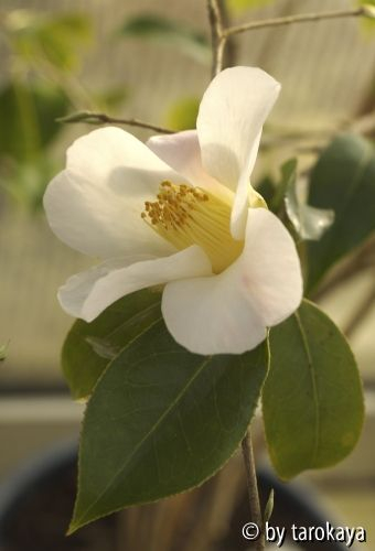 showa wabisuke10