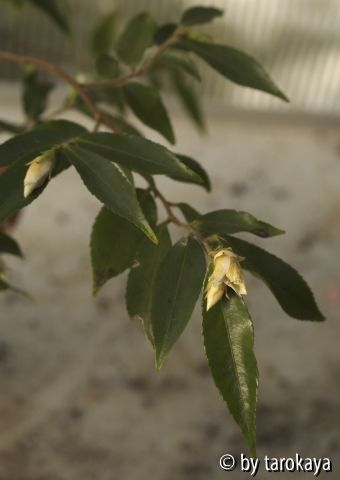 C.salicifolia10