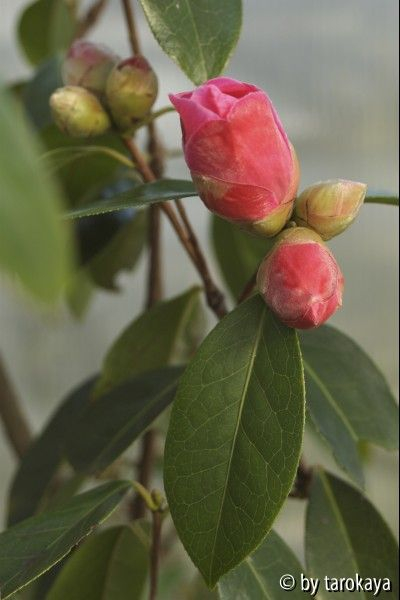 C.retic wild knospen