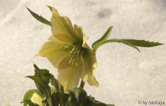 helleborus gelb-grün-rosé2