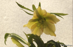 helleborus gelb-grün-rosé