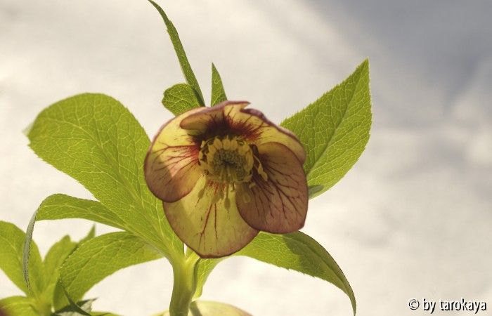 helleborus apricot-weinrot