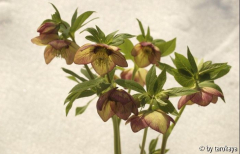 helleborus apricot-weinrot2