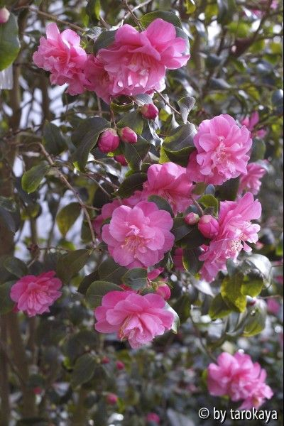 C.maliflora Fi