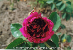 Die Rosen des Dr. G. Krüger