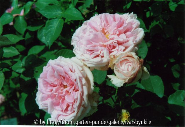Die Rosen des Dr. G. Krüger