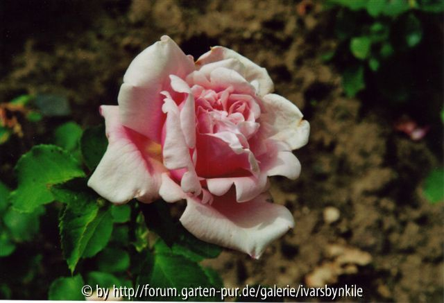 Die Rosen des Dr. G. Krüger