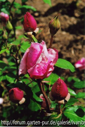 Die Rosen des Dr. G. Krüger