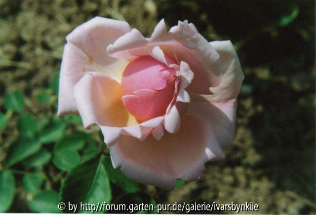Die Rosen des Dr. G. Krüger