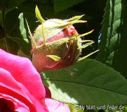 Knospe Erinnerung an Brod