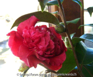 C. japonica unbekannte 'Rote' - 2010
