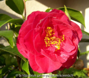 C. japonica unbekannte 'Rote' - 2009
