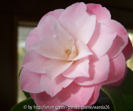 C. japonica 'Desire' - 2010
