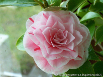 C. japonica 