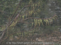 Stachyurus02März.jpg