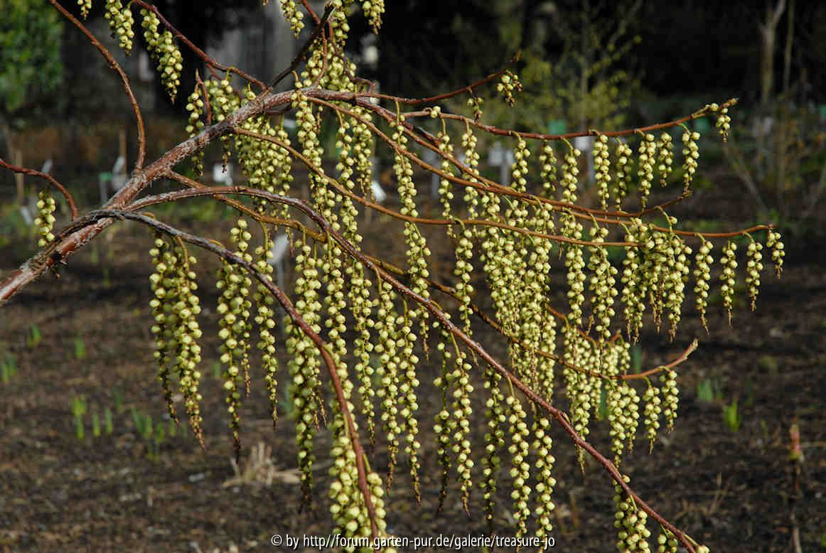 Stachyurus praecox Hermannshof