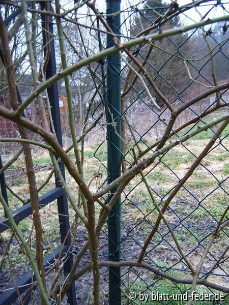 rechtwinklige Nebentriebe EaB