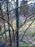 rechtwinklige Nebentriebe EaB