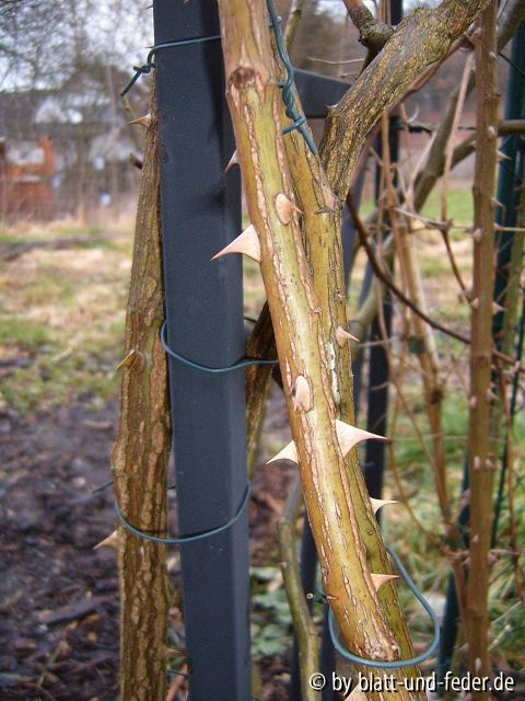 Stacheln EaB