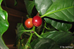 kaffeekirschen rot