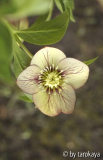 helleborus streaked