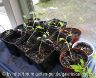 Tomaten aus Feb 2010.jpg