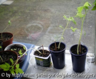 mehr Tomaten aus Feb 2010.jpg