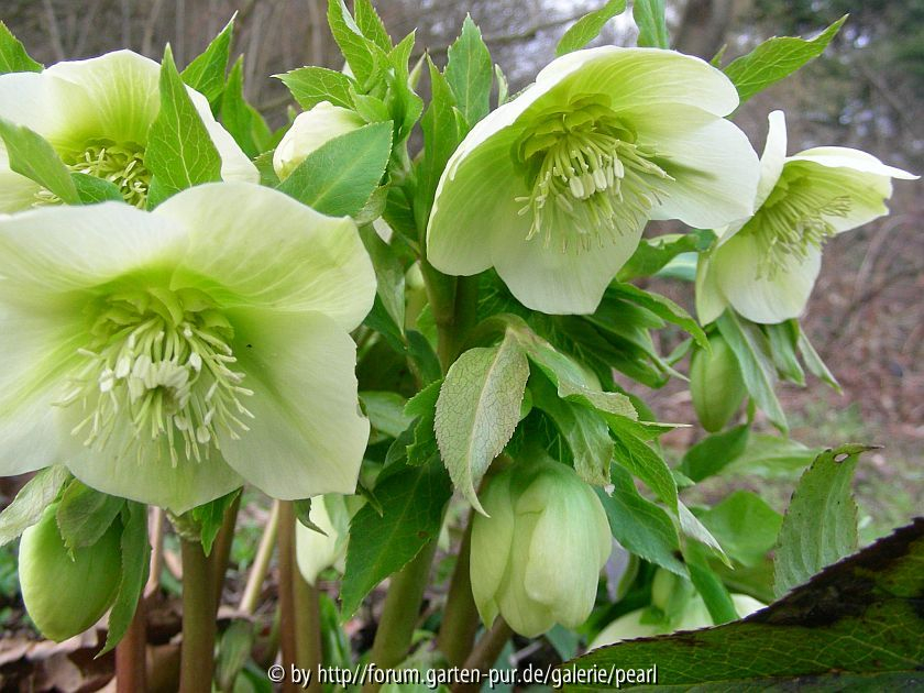 Helleborus orientalis weiß grün g r