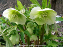 Helleborus orientalis weiß grün g m