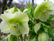 Helleborus orientalis weiß grün g l