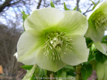 Helleborus orientalis weiß grün e r