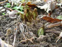 Blauer Mohn Austrieb 16_ März