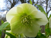 Helleborus orientalis weiß grün e m