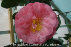 Rosa Unbekannt März 10.jpg