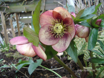Peach/Aprikot spotted 2010