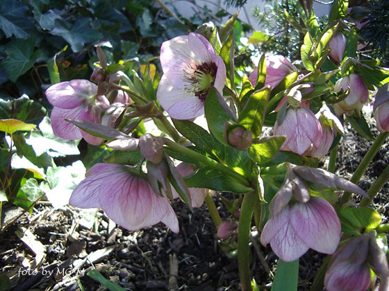 Puderrosa Helleborus Horst 2010