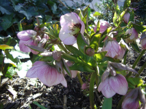 Puderrosa Helleborus Horst 2010