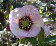 Puderrosa Helleborus Blüte 2010