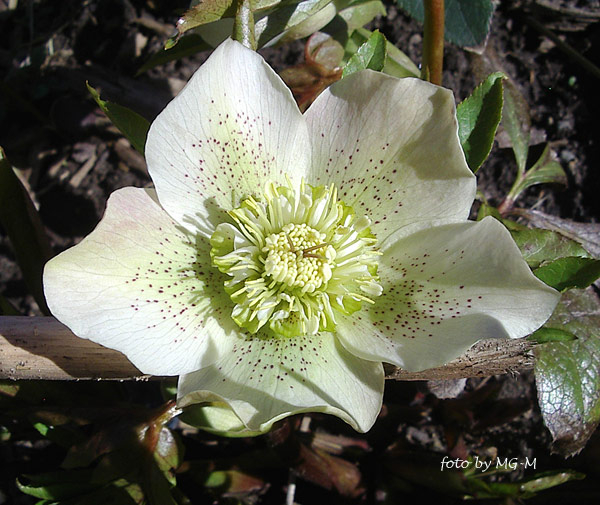 Creme anemonenblütig