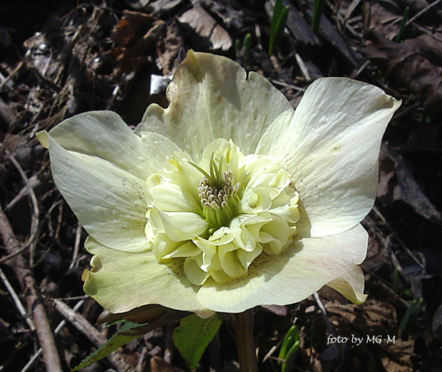 Primrose anemonenblütig 2010